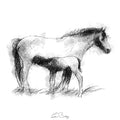Connemara pony and foal