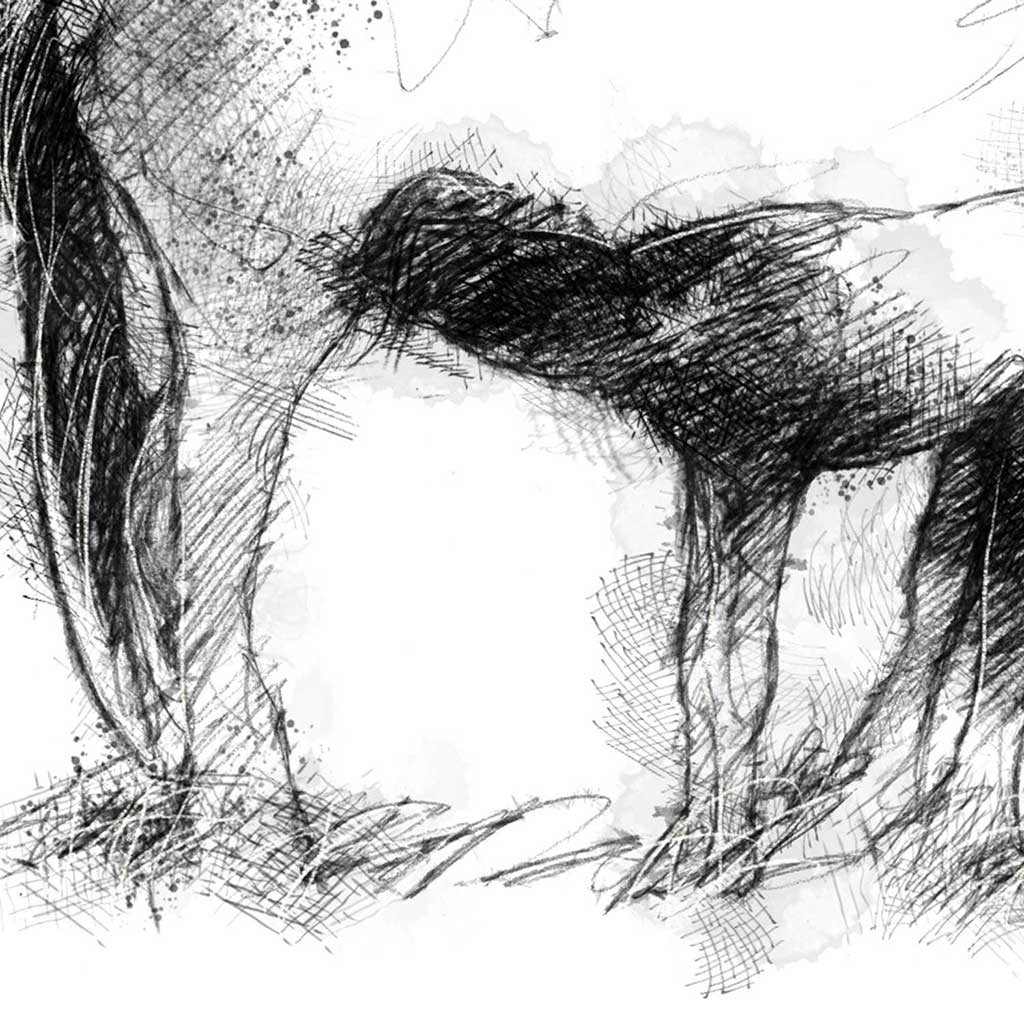 Connemara pony and foal