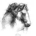 Connemara pony