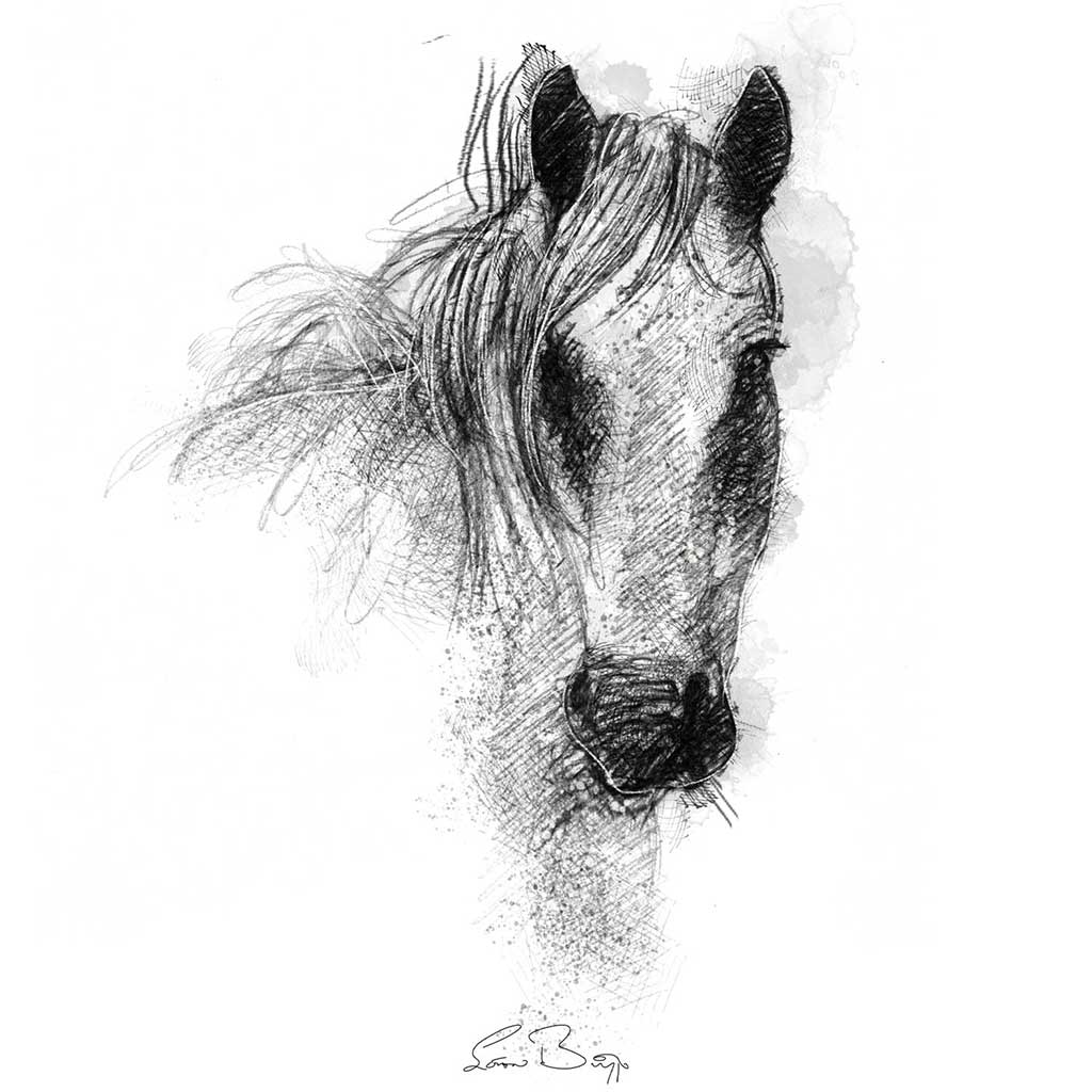 Connemara pony
