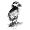 Puffin