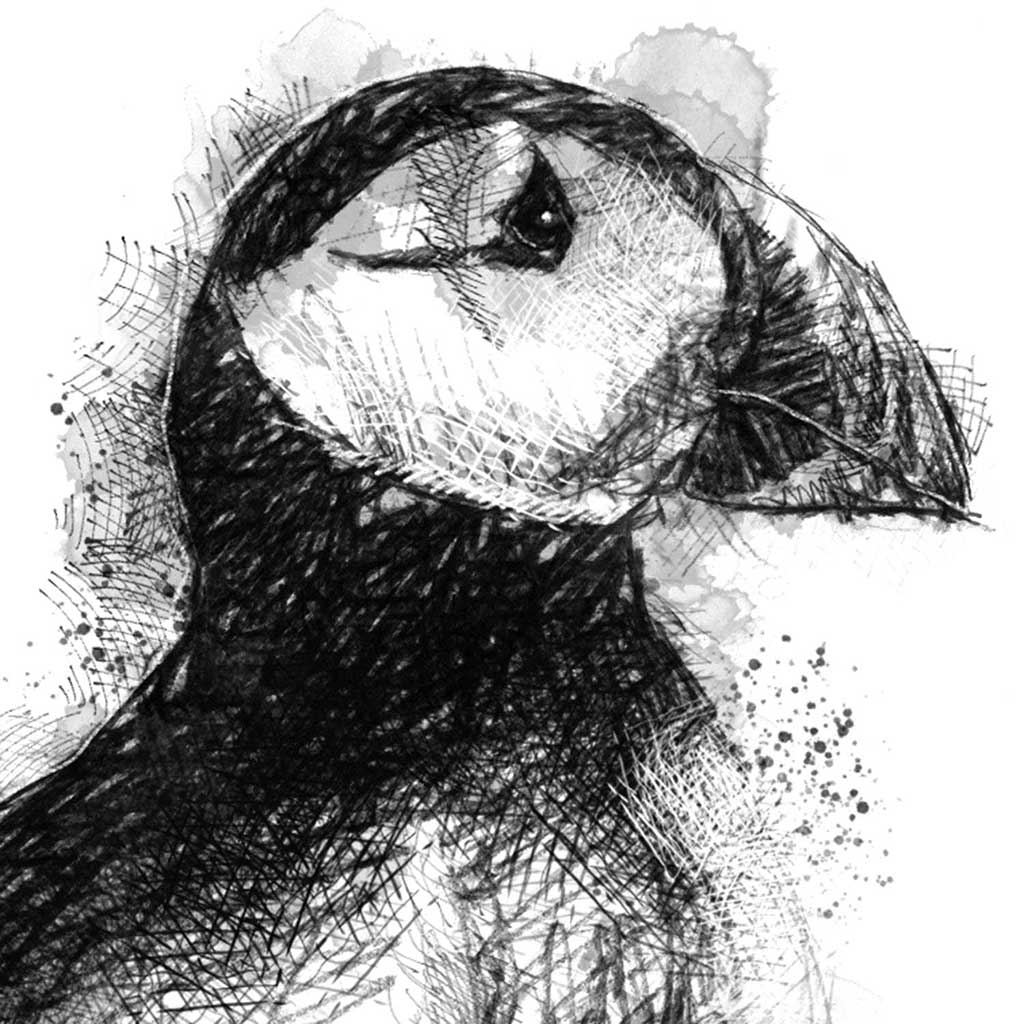 Puffin