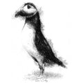 Puffin
