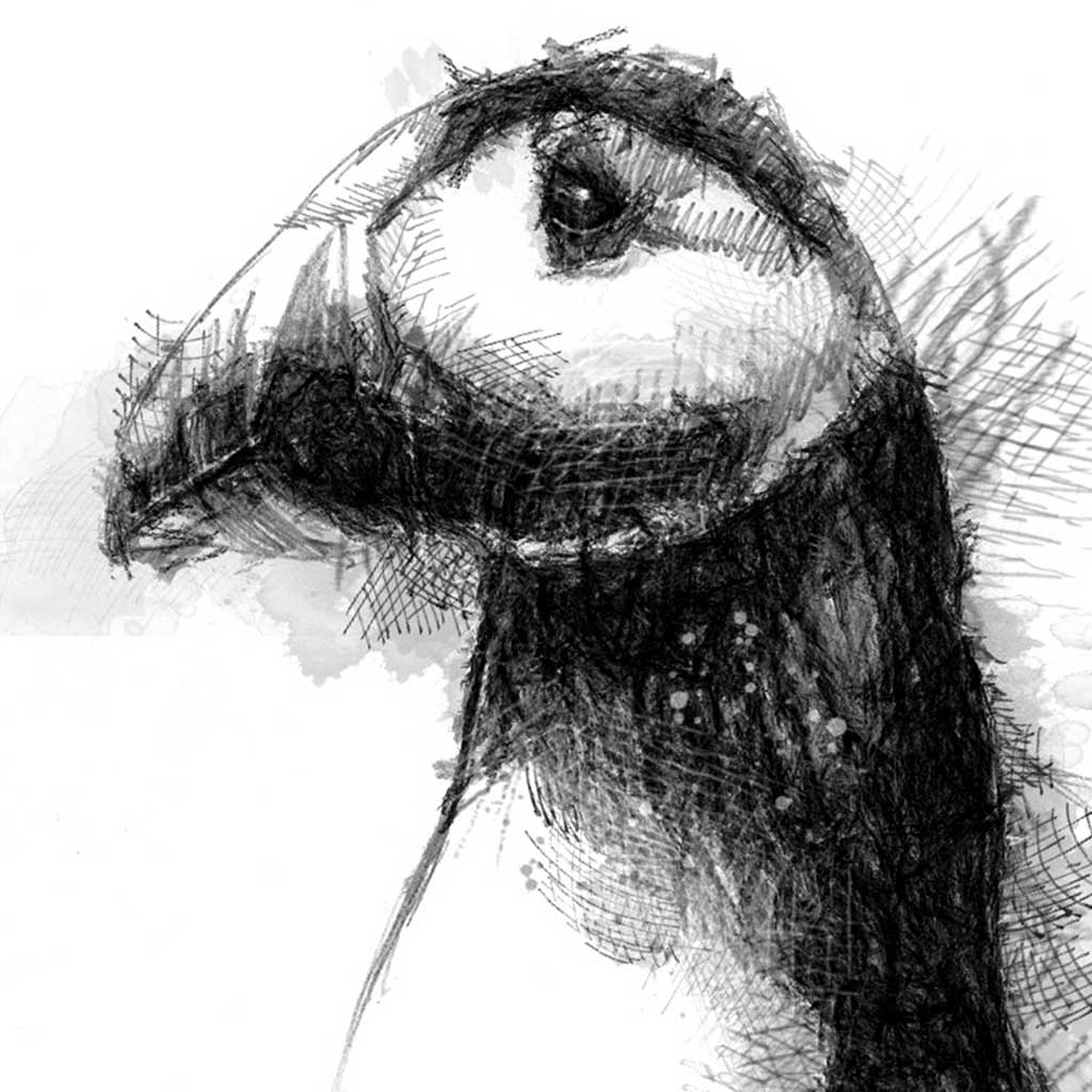 Puffin