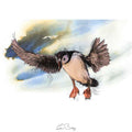 Puffin flight