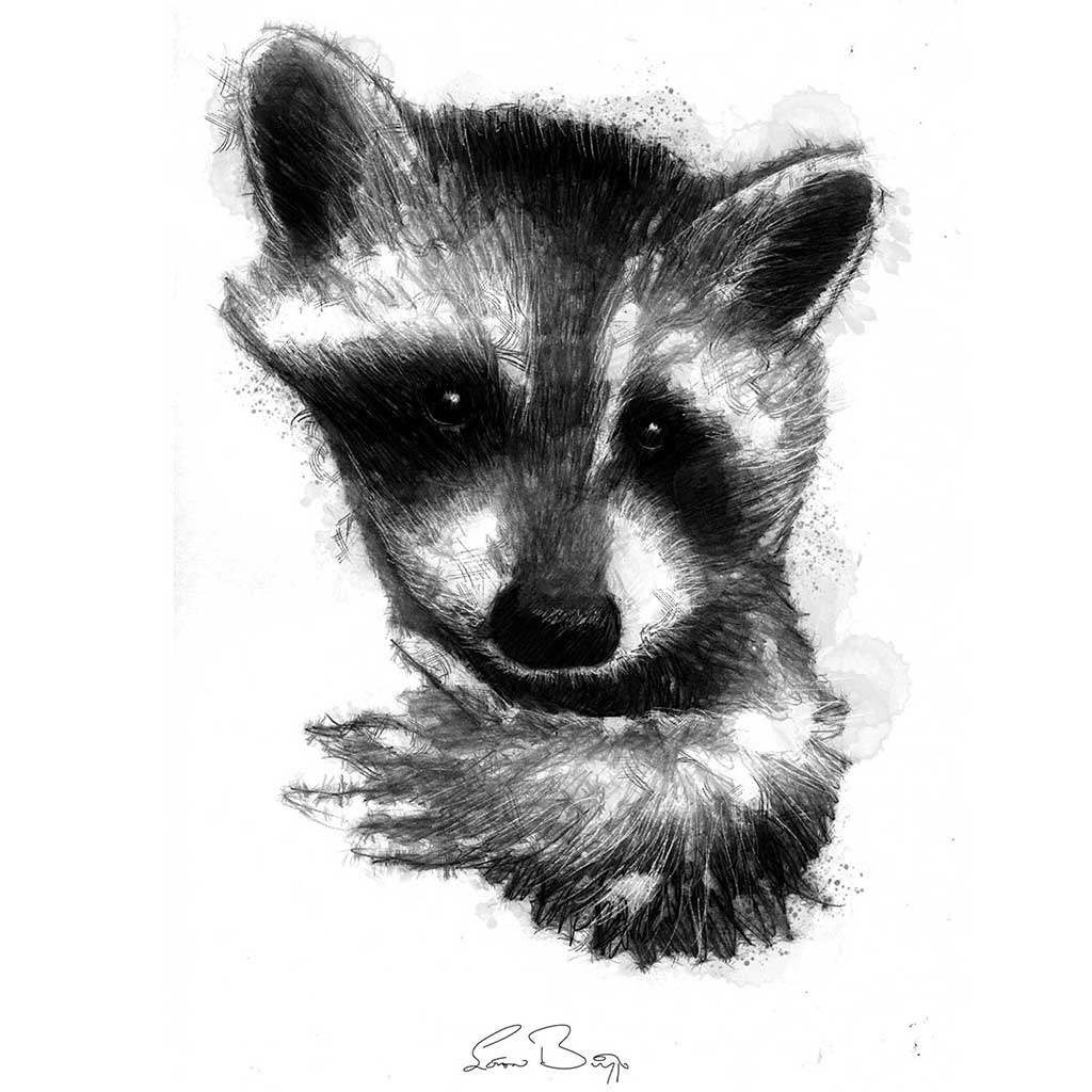 Racoon