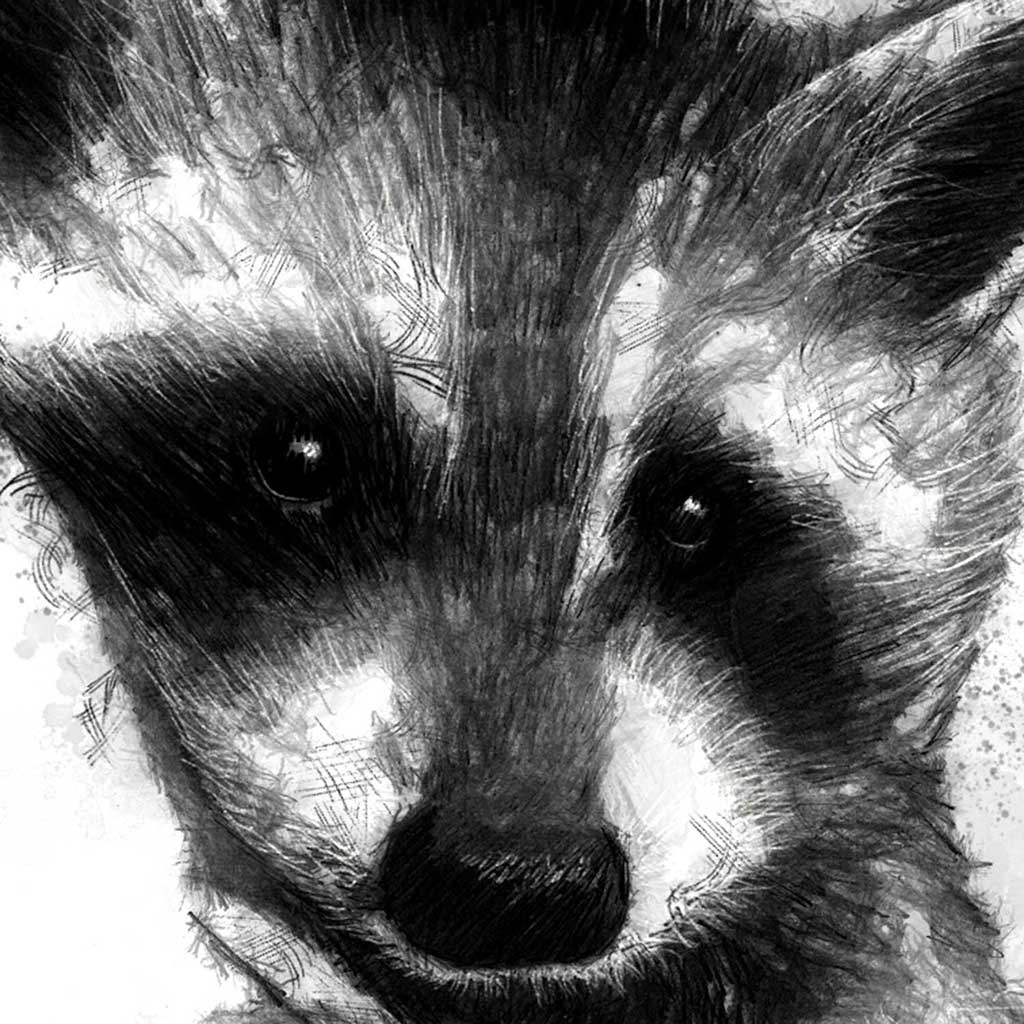 Racoon