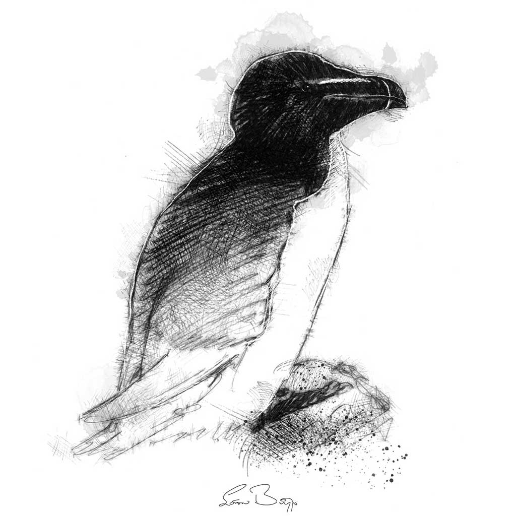 Razor bill