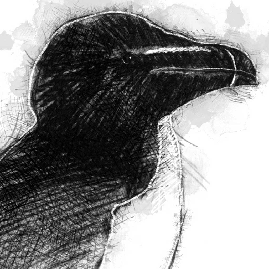 Razor bill