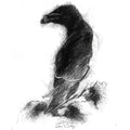 Razorbill