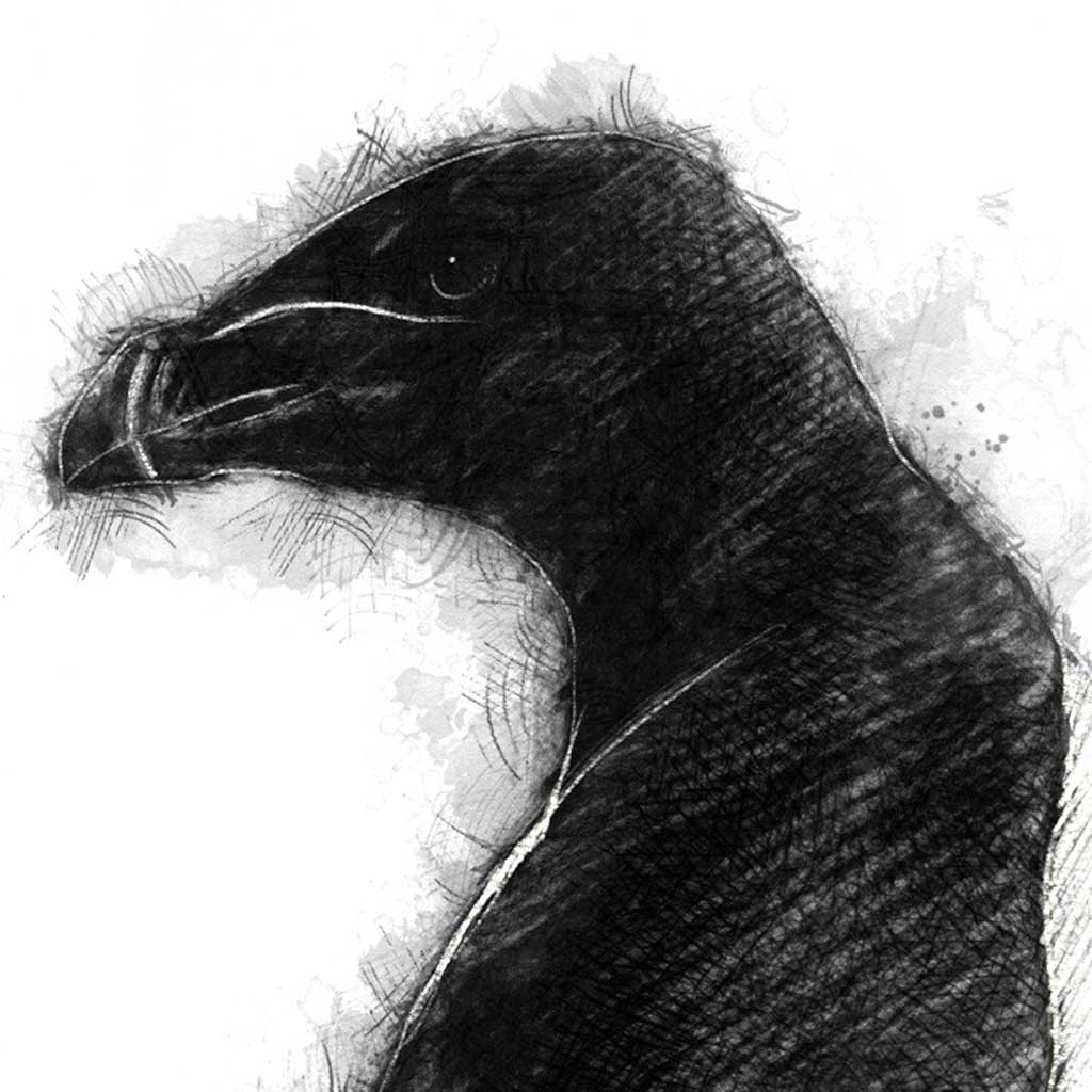 Razorbill