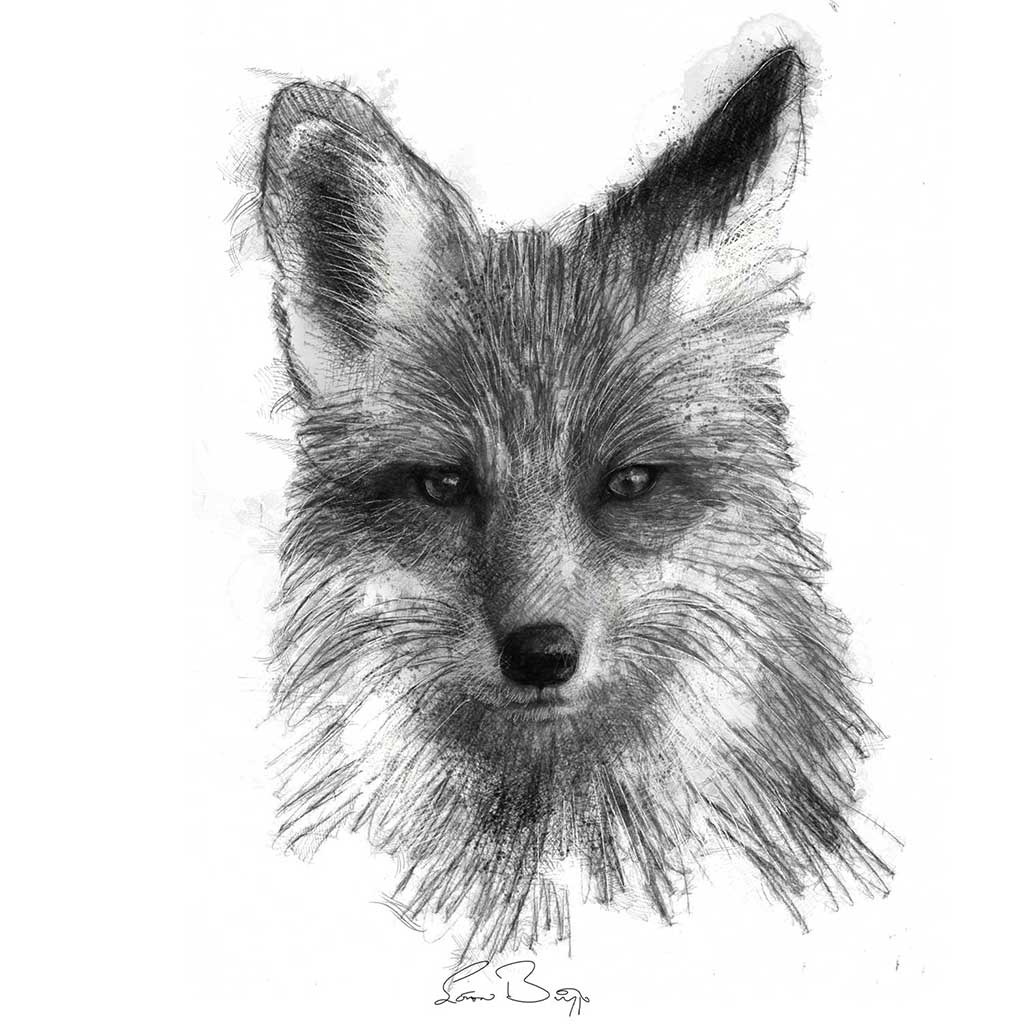 Red fox