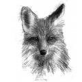 Red fox