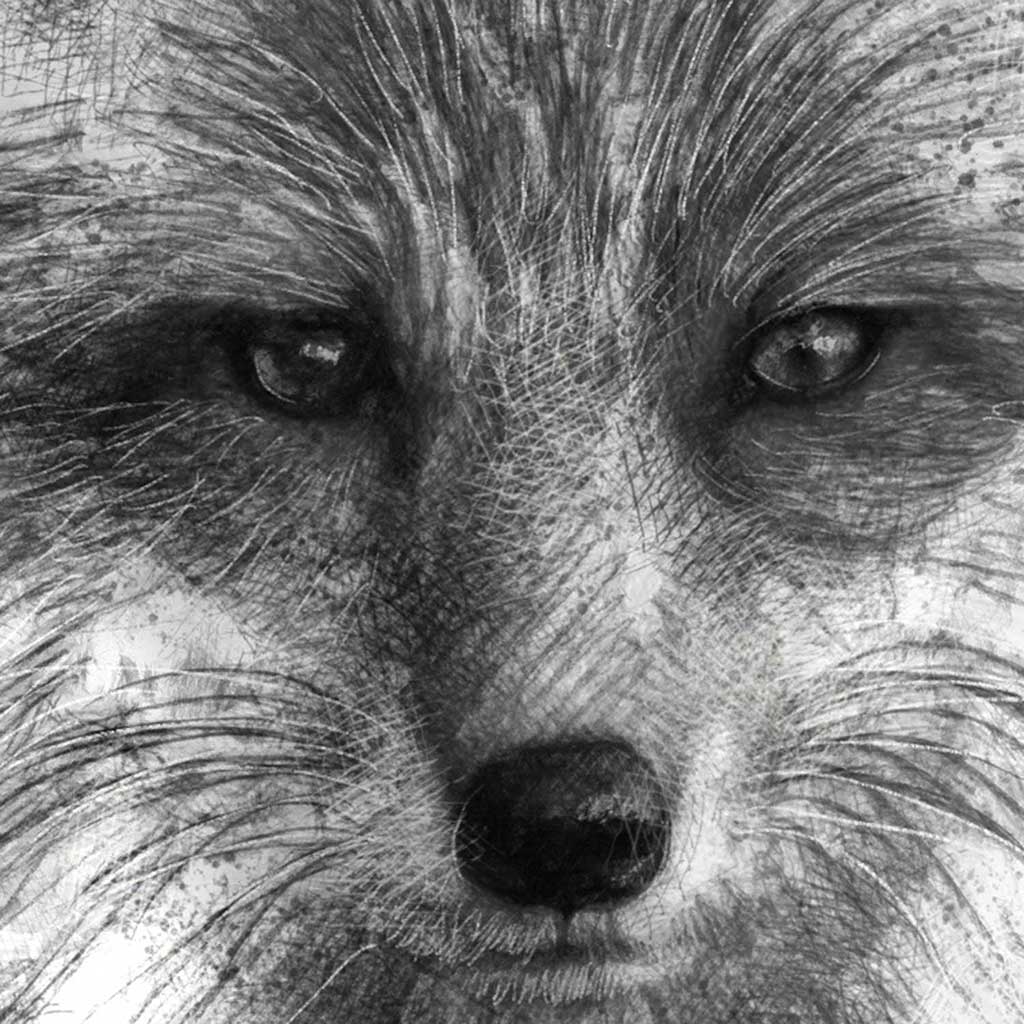 Red fox