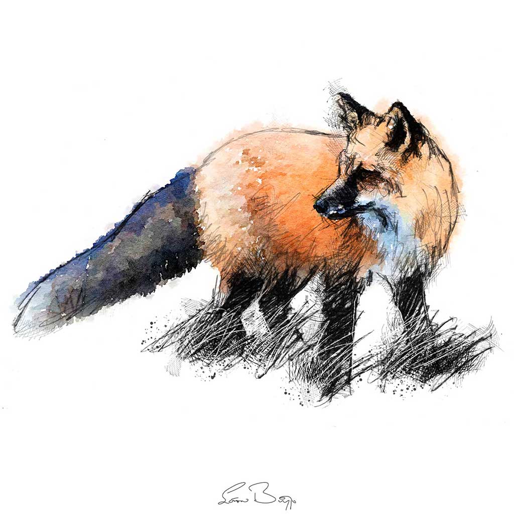Red Fox colour