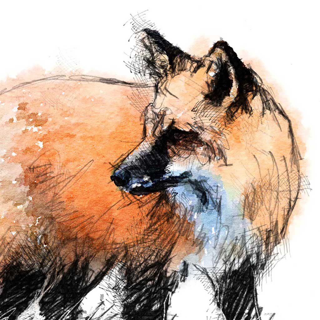 Red Fox colour