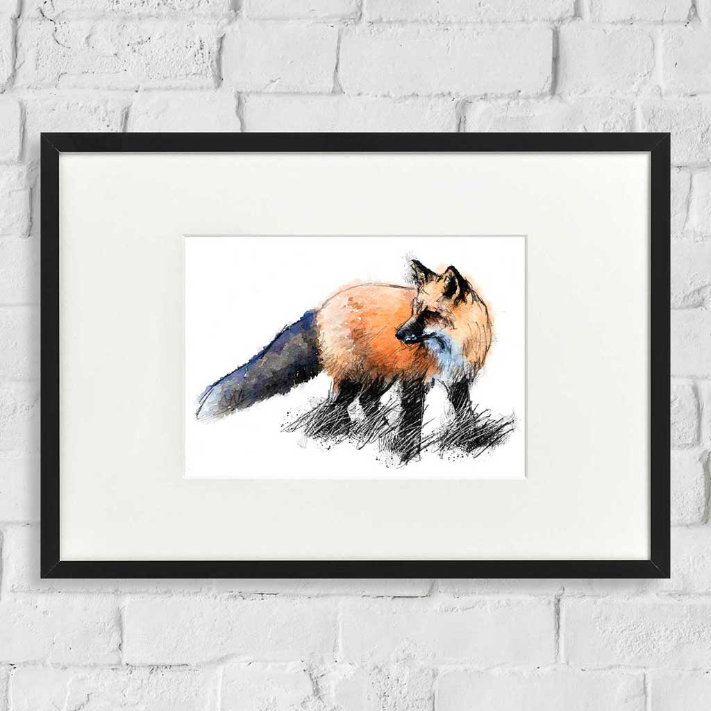 Red Fox colour