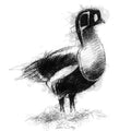Red breasted goose