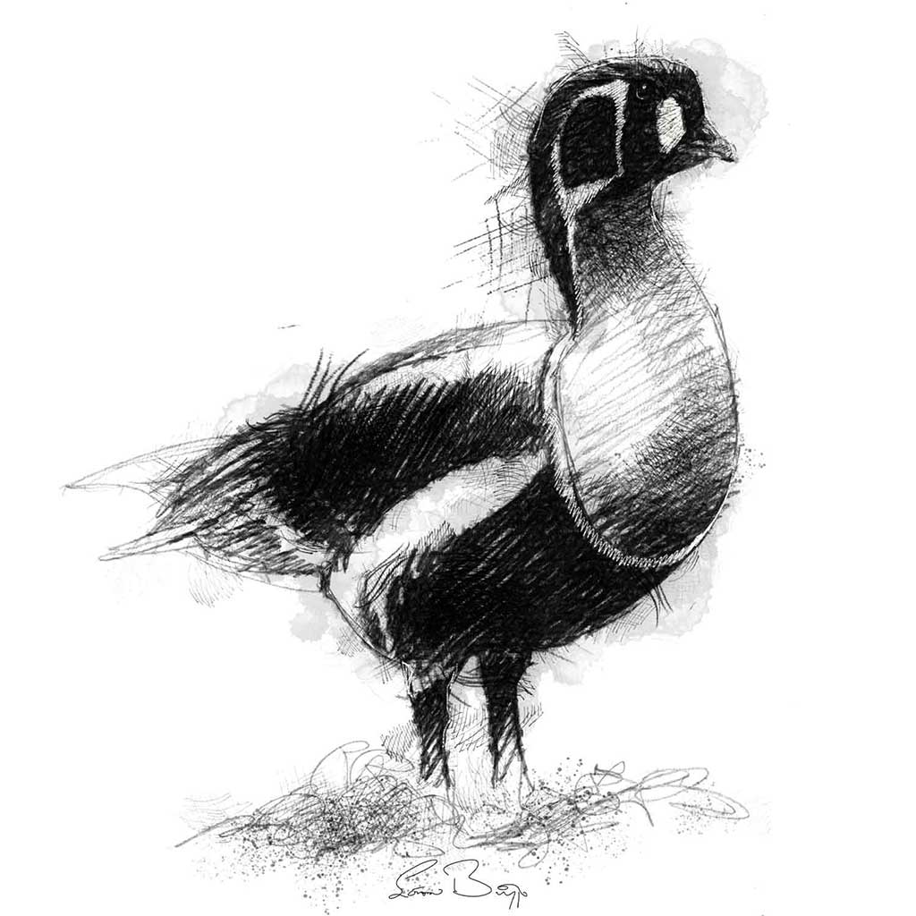Red breasted goose