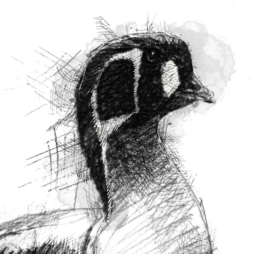 Red breasted goose