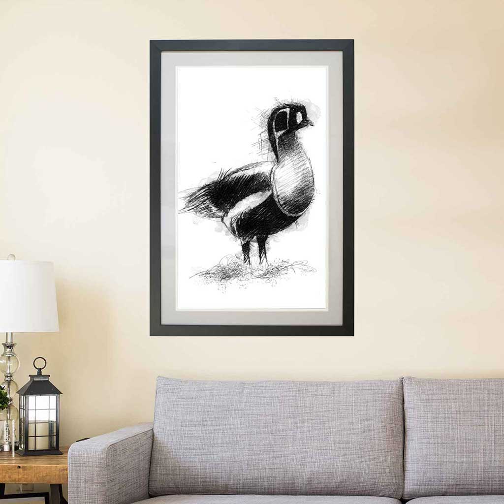 Red breasted goose