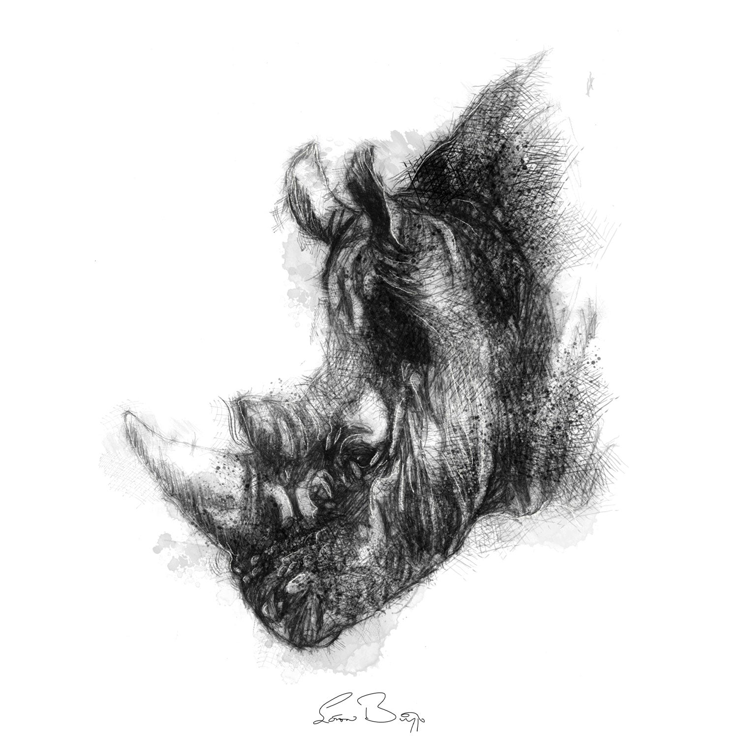 White rhino