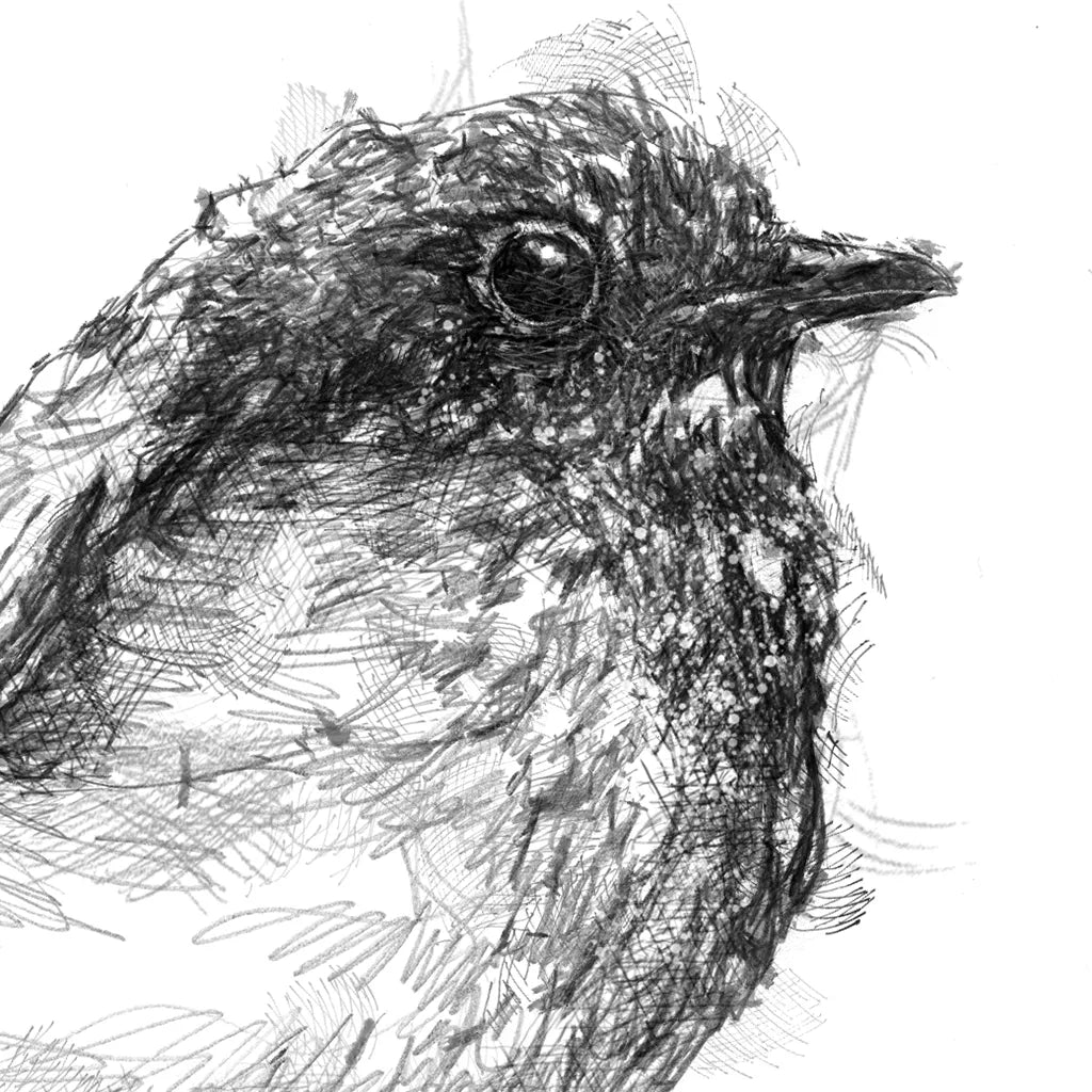 Robin chick