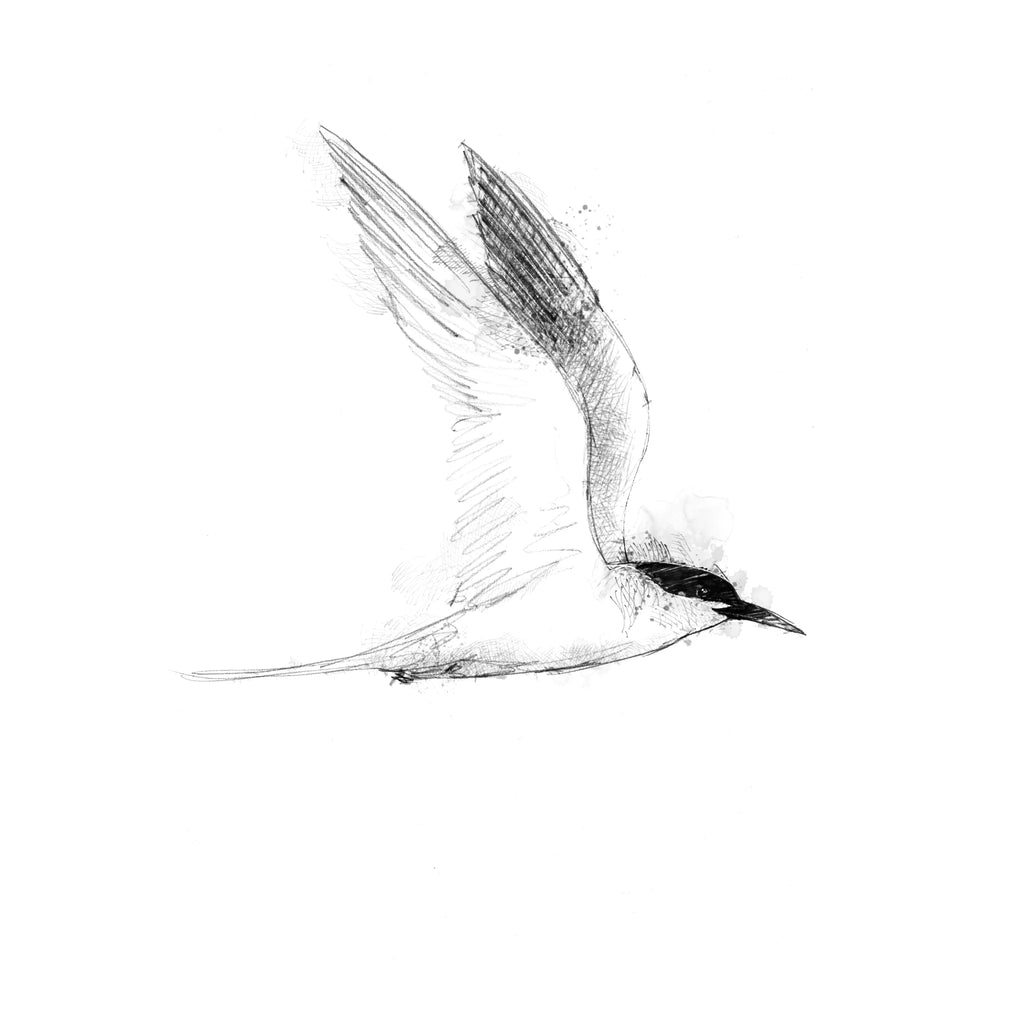 Roseate Tern - BW Sketch