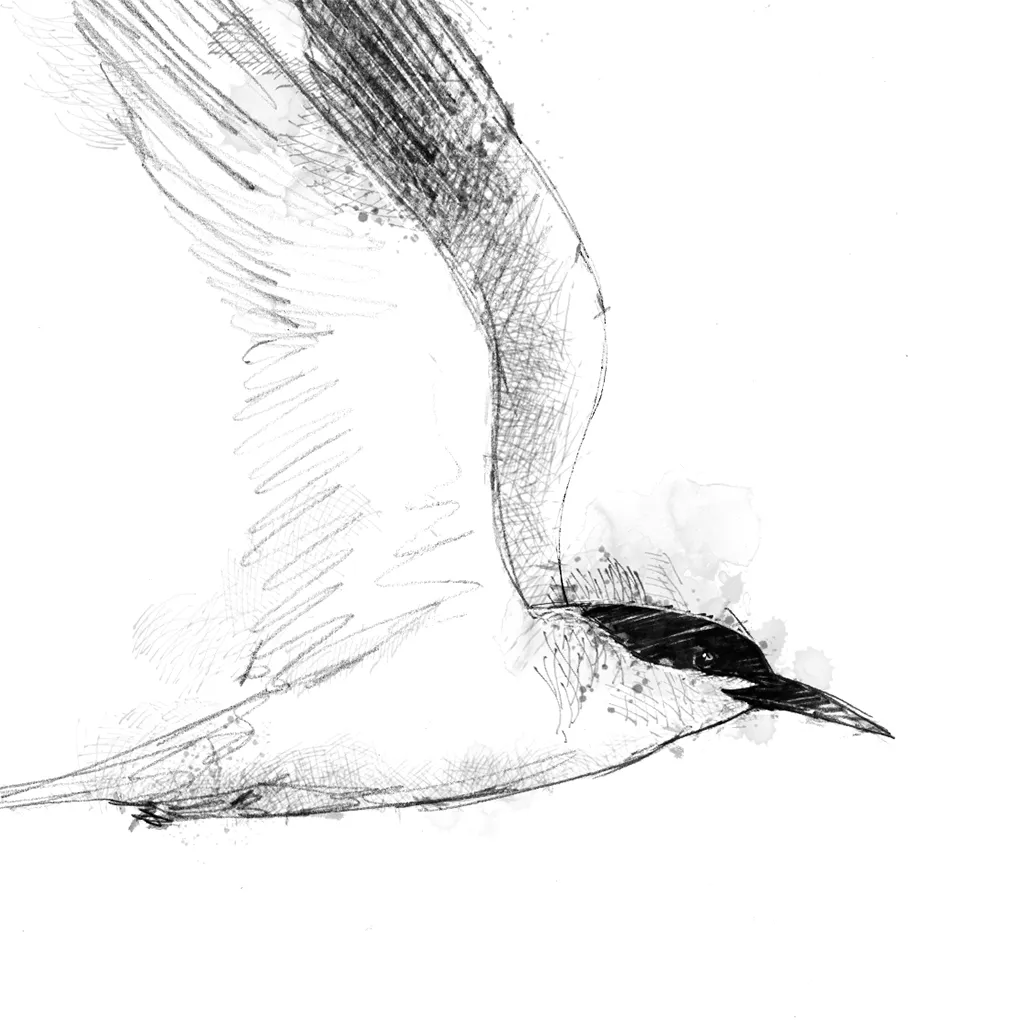 Roseate Tern - BW Sketch