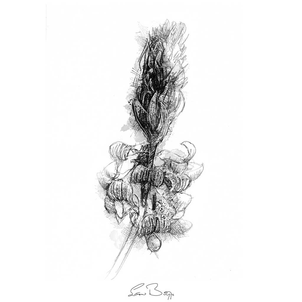 Sainfoin wild flower