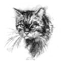 Scottish wild cat