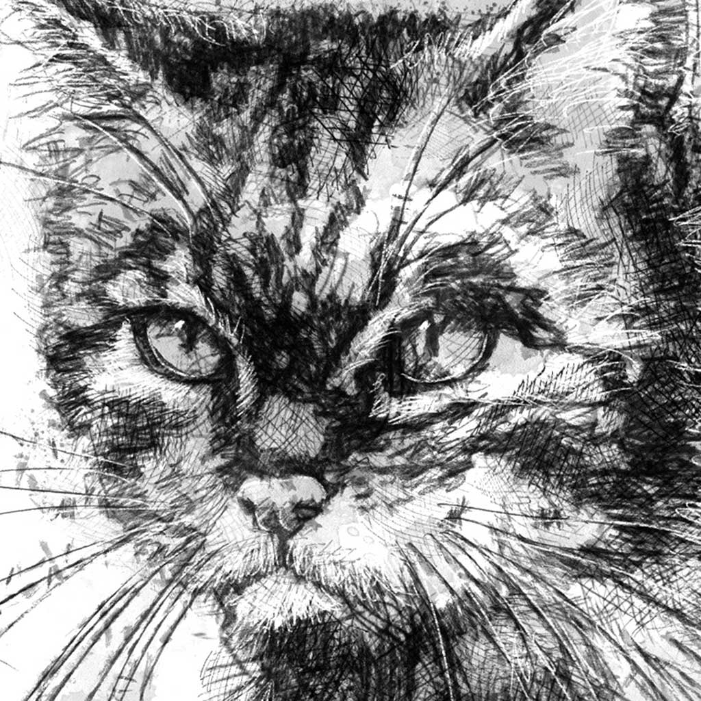 Scottish wild cat