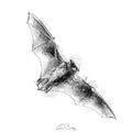 Serotine bat