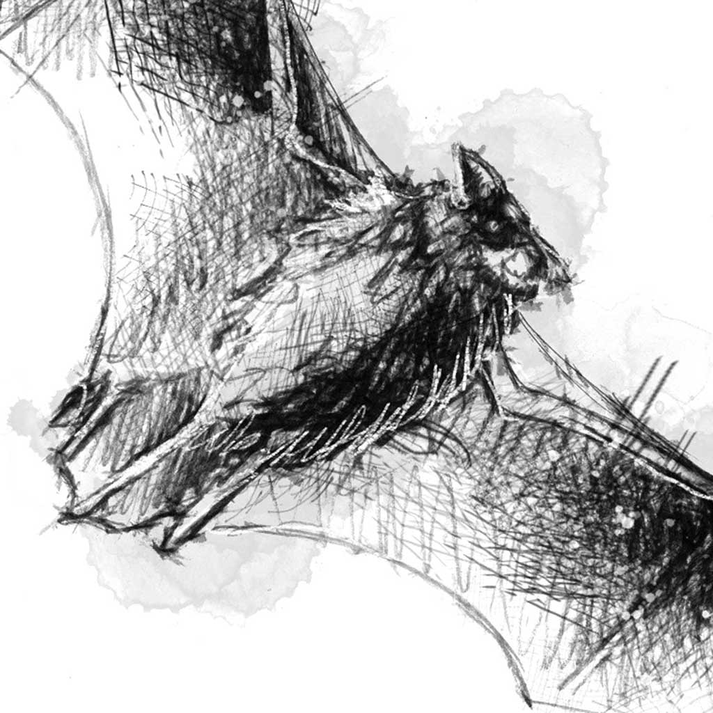 Serotine bat