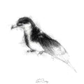 Manx shearwater