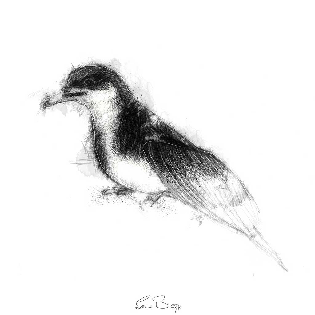 Manx shearwater