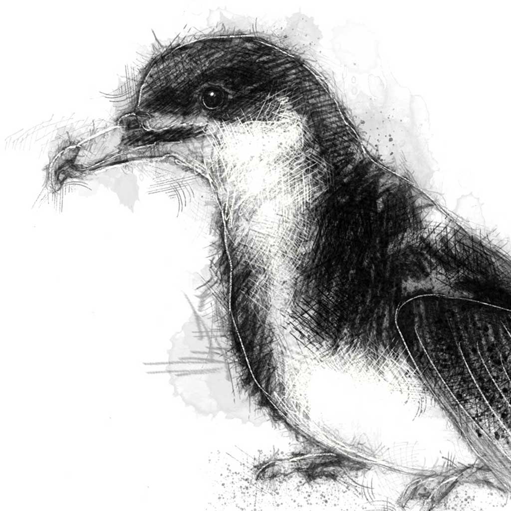 Manx shearwater