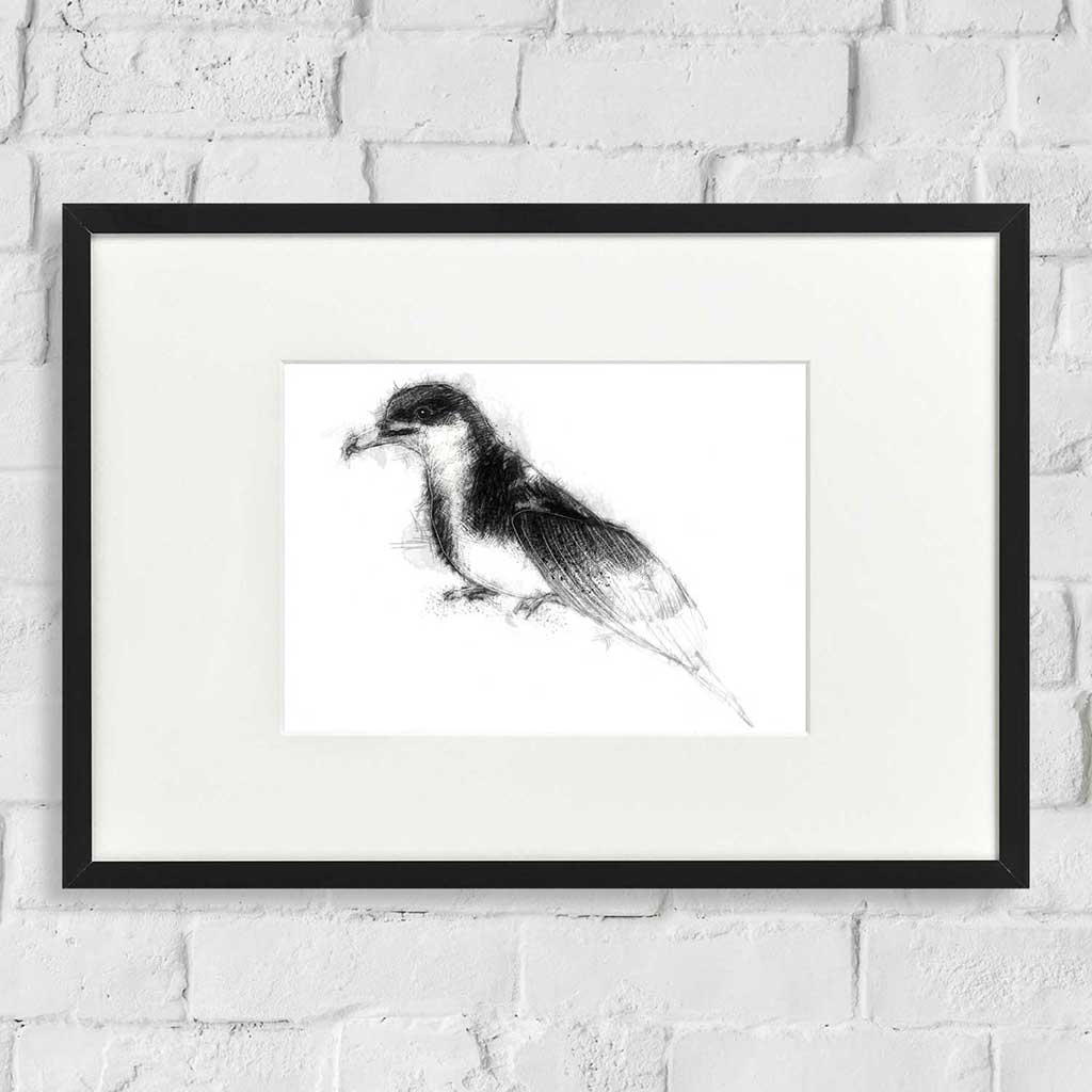 Manx shearwater