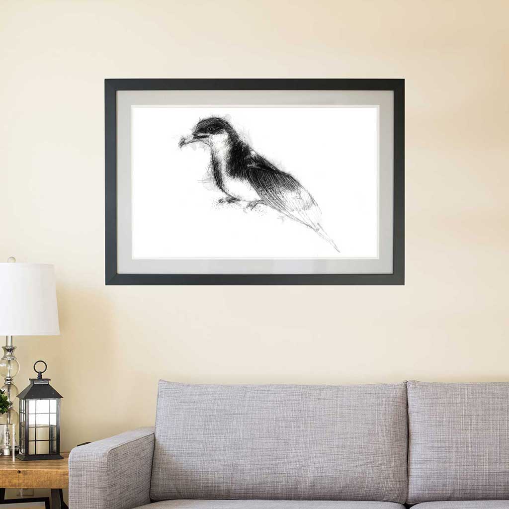 Manx shearwater