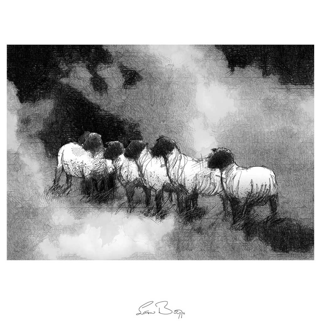 Sheep waiting