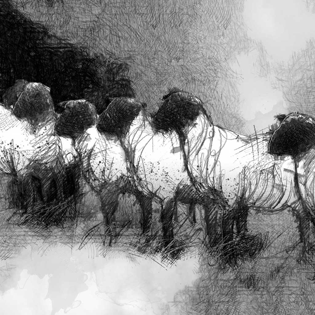 Sheep waiting