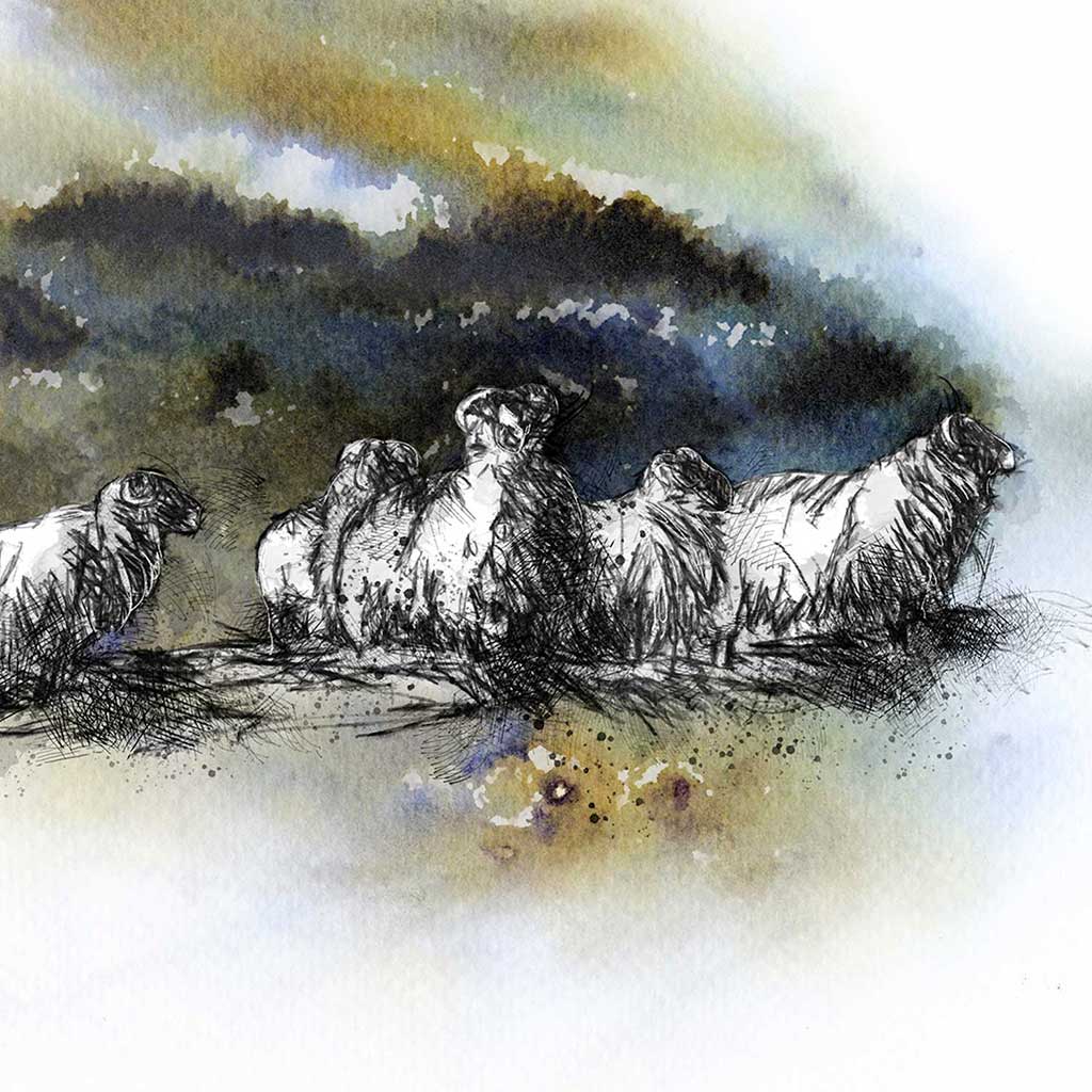 Moorland flock