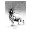 Snow ewe