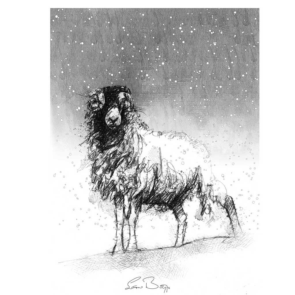 Snow ewe