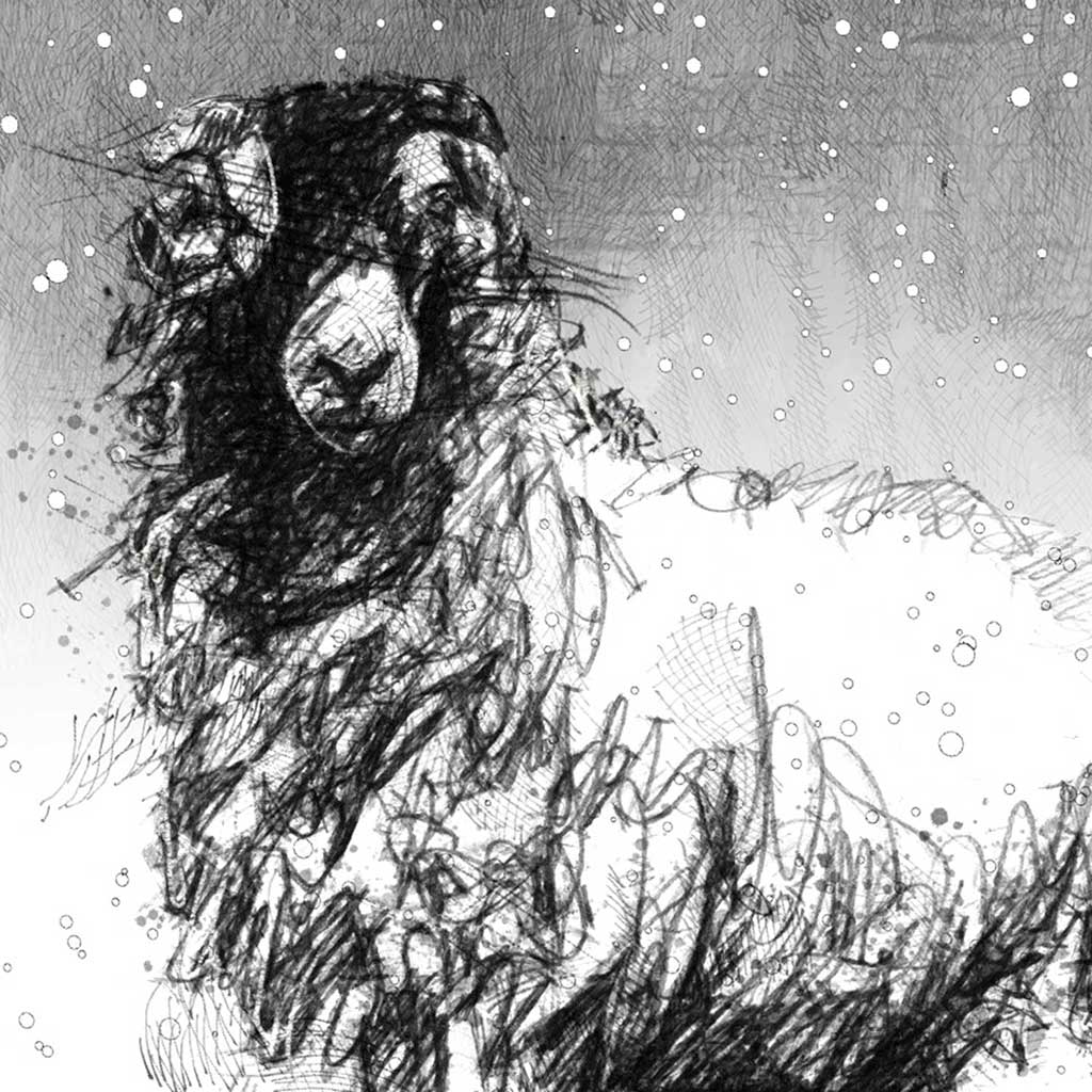 Snow ewe