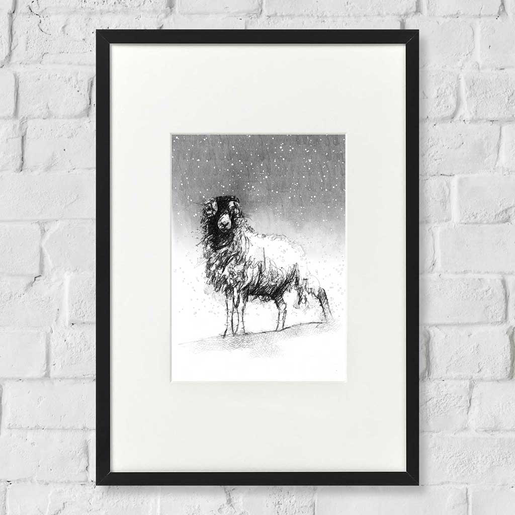 Snow ewe