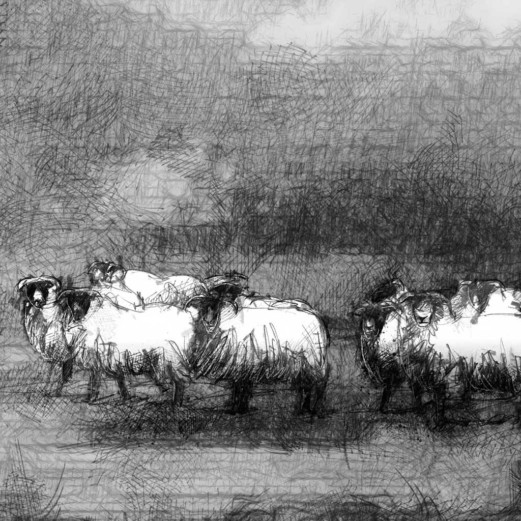 Moorland flock