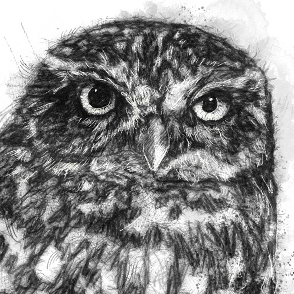 Little owl