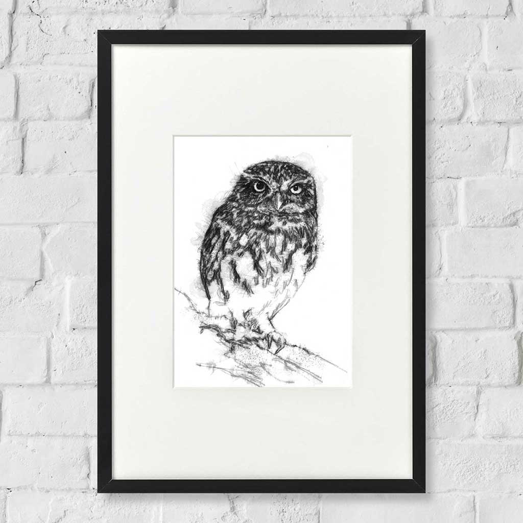 Little owl