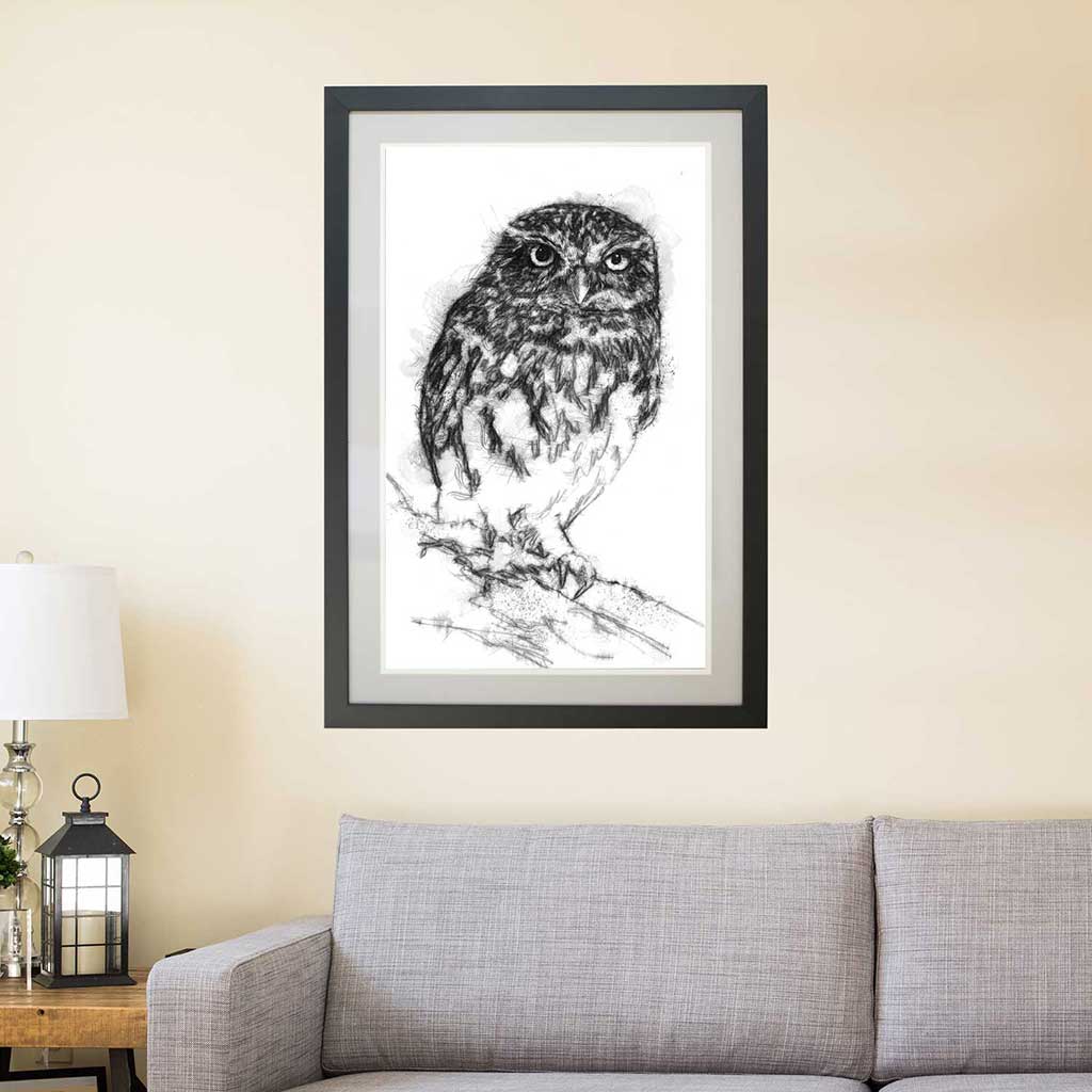Little owl